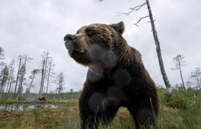 Un ours attaque un promeneur pendant la saison d’hibernation, l’animal voulait être tué