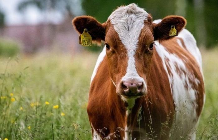 la vache emportée par les vagues n’a pas survécu : Actualités