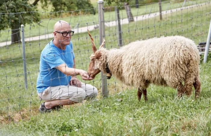 Ce Suisse se bat pour sauver le « très précieux » mouton Zackel