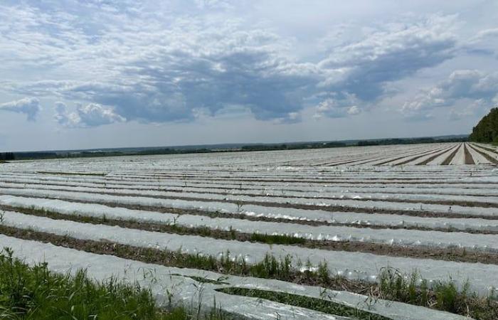 Les paillis de plastique agricoles nocifs, révèle une étude