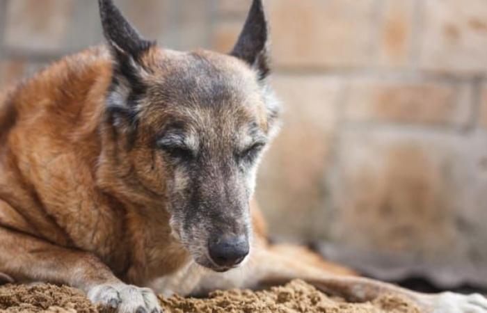 il croit que son vieux chien souffre et décide de le tuer d’un coup de feu sur son balcon