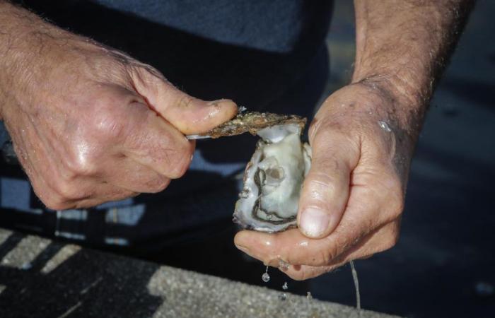 le monde ostréicole de Charente-Maritime est en crise