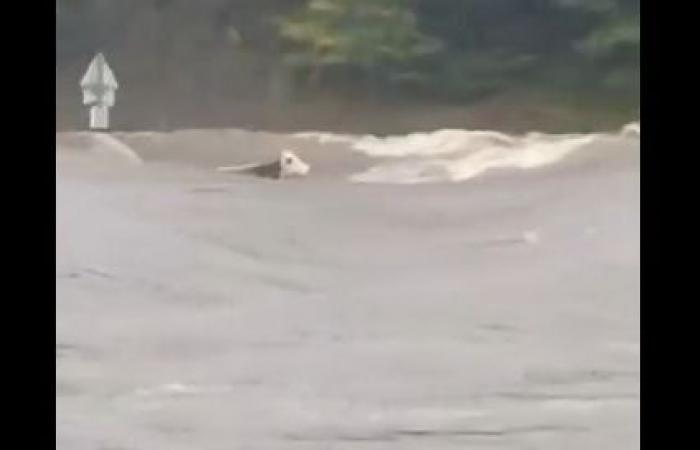 Panga, la vache entraînée par les vagues en Haute Loire, n’a pas survécu