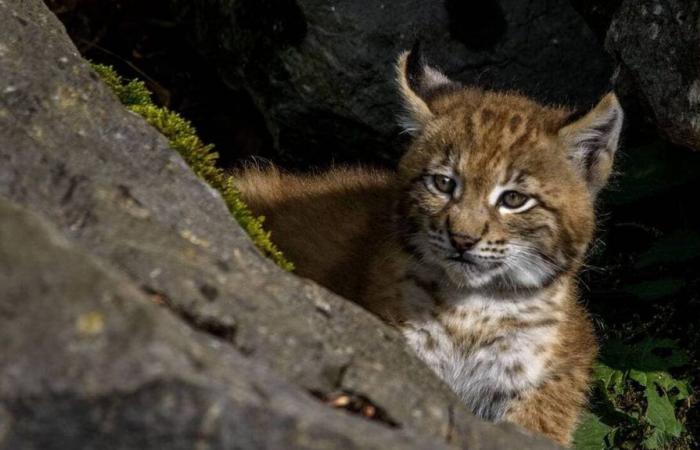 Bas-Rhin. Un jeune lynx filmé en train de se promener sur un parcours de minigolf