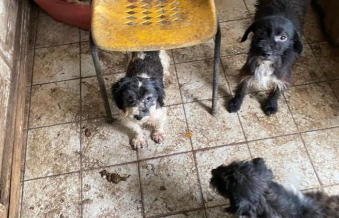 « Horreur absolue »… Une association intervient pour sauver 25 chiens vivant dans une maison insalubre