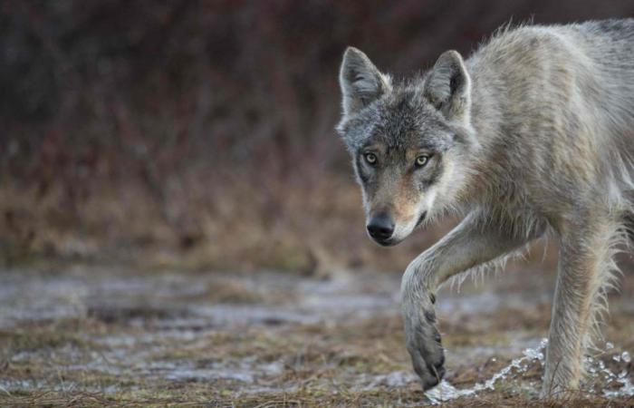 C’est officiel, un loup a été observé en Gironde