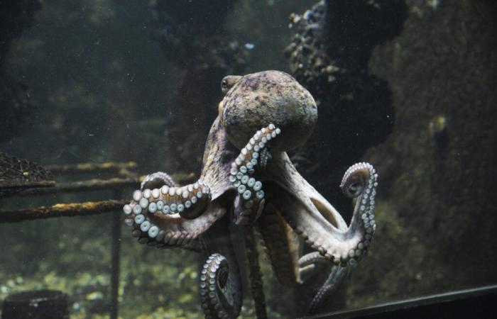 Une pieuvre s’échappe d’un aquarium national et retourne dans l’océan