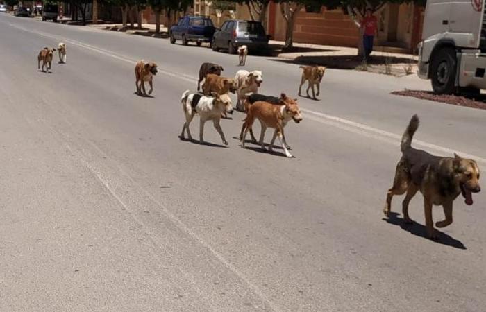 Settat.. Les chiens errants menacent la sécurité des citoyens, et il n’y a pas de vie pour ceux qui appellent