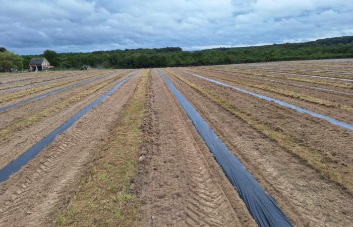 Informations sur la tournée | Une truffière unique va être créée en Sud Touraine