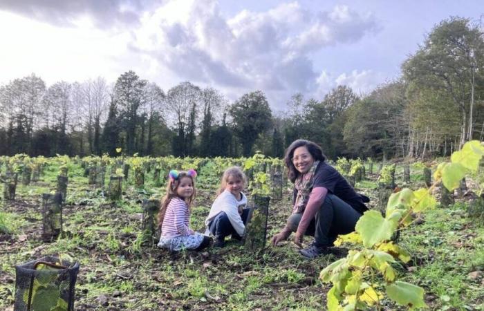 elle lance un financement participatif pour ses vignes dans le Finistère Sud