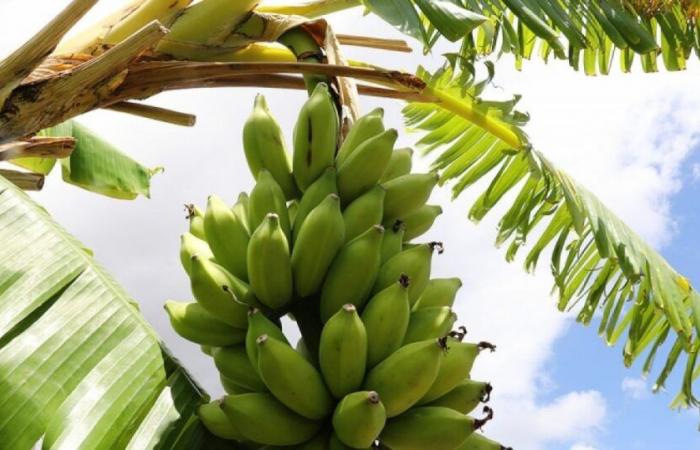 Les bananes resteront chères et rares (au moins) jusqu’à la fin de l’année