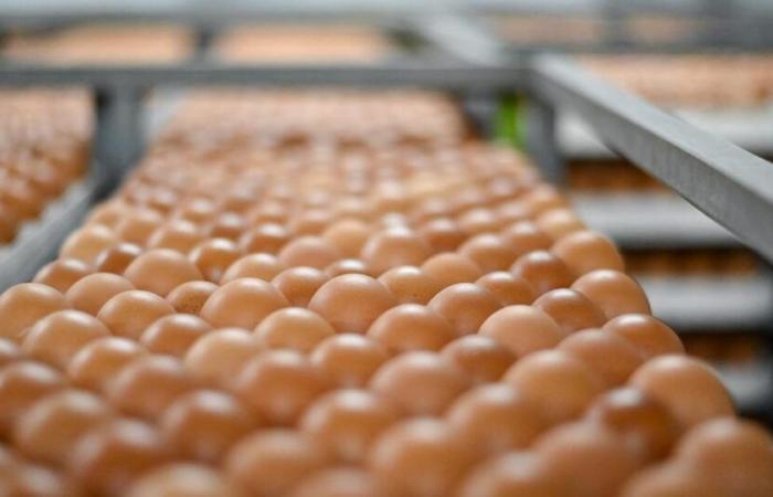 Des milliers d’œufs rappelés pour risque de salmonellose