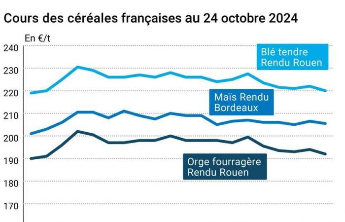 Céréales – Les prix du blé tendre baissent, sous la pression de la hausse de l’euro face au dollar