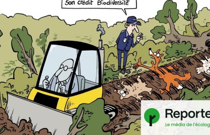 L’économie peut-elle protéger la nature ? Le pari douteux des « crédits biodiversité »