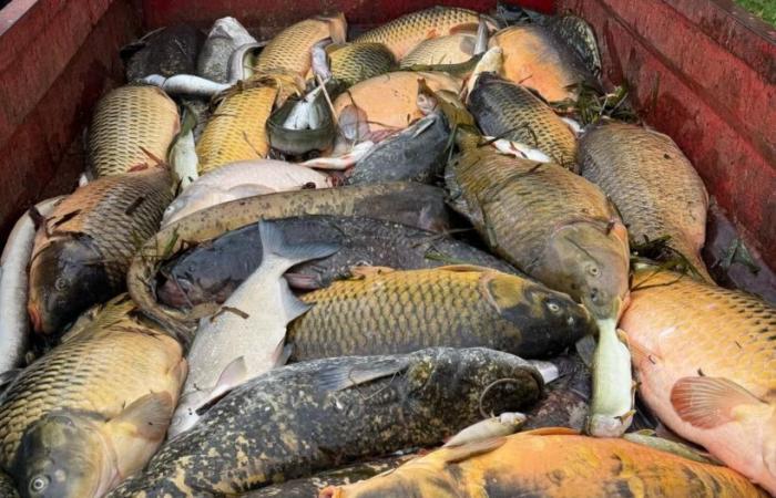 près de 900 kg de poissons morts pêchés dans le canal du Loing