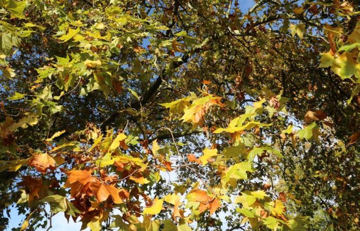 Bulletin météo. Quelle météo pour ce dimanche 27 octobre dans les Hauts-de-France ?