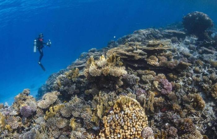 un plongeur mayennais à bord du bateau coulé en mer Rouge raconte