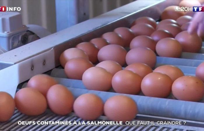 Œufs contaminés à la salmonelle : comment cela a-t-il pu arriver ?