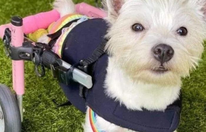 Félicitée pour son engagement en faveur des chiens handicapés, une femme doit refuser le prix remporté pour cause de discrimination