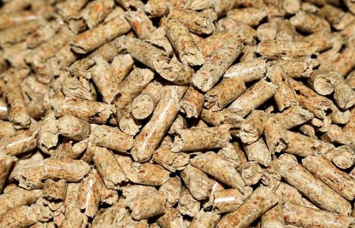 Le pellet, danger pour les forêts françaises, selon un rapport