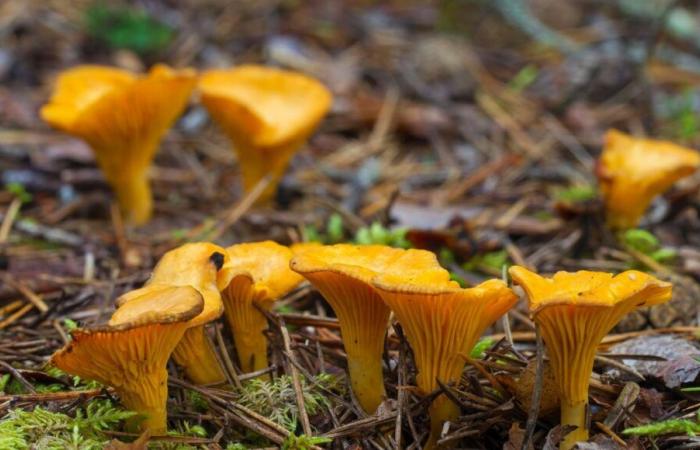 La saison des champignons ! – Bleu de France