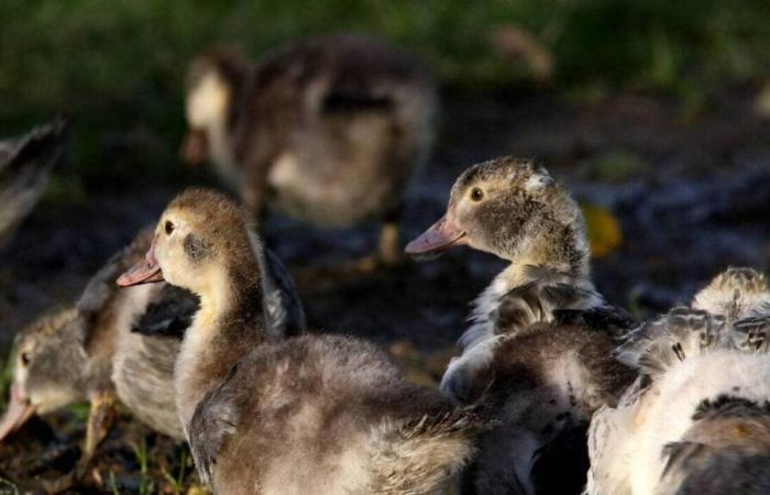 Deux foyers de grippe aviaire détectés dans des élevages de canards vaccinés dans le Morbihan