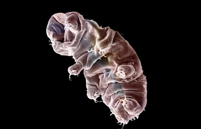 Comment le tardigrade peut résister aux radiations qui pourraient nous tuer