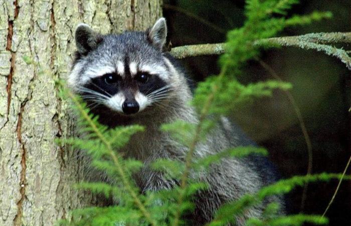 Troisième opération de vaccination contre la rage du raton laveur dans la région de Bedford