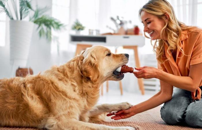 Quel est le meilleur jouet pour chien à choisir en 2024 ?