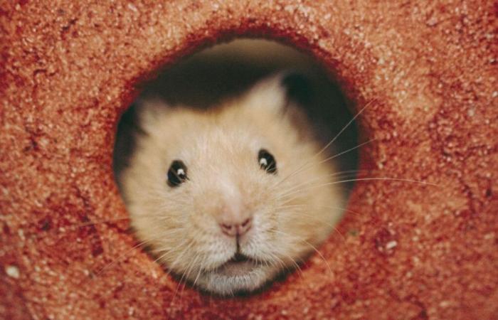 La vraie fausse histoire de Raggot le hamster mort pendant un jeu sexuel