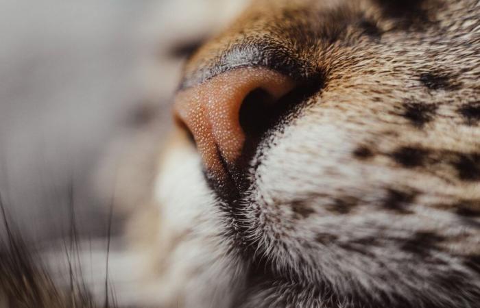 Le plus gros chat du monde décède après un séjour dans un centre d’amaigrissement