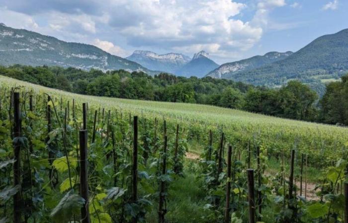 Gel, pluie, maladies… quel est le bilan des vins savoyards après les vendanges ?