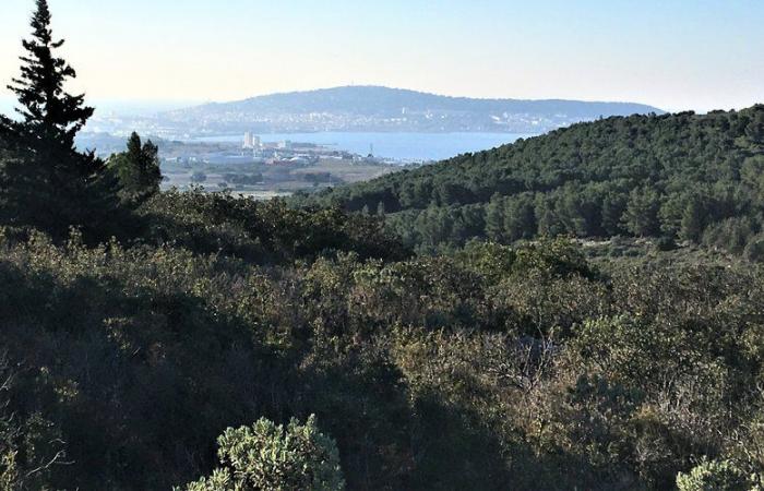 dans la forêt de Frontignan, une éclaircie sera réalisée