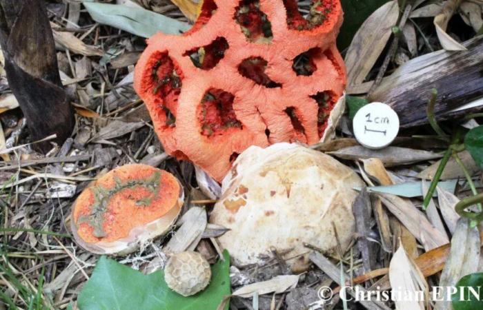 SAINT-JEAN-DU-GARD Le Salon du Champignon revient pour une 22ème édition