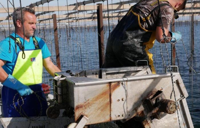 À Fos-sur-Mer, l’ostréiculteur Laurent Moreau reçoit le prix régional de la dynamique agricole