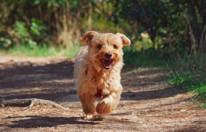 DÉSINFOX. Une taxe sur les chiens et les chats est-elle vraiment « en préparation » ?