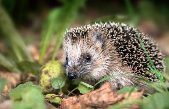 Le hérisson, « presque menacé » d’extinction