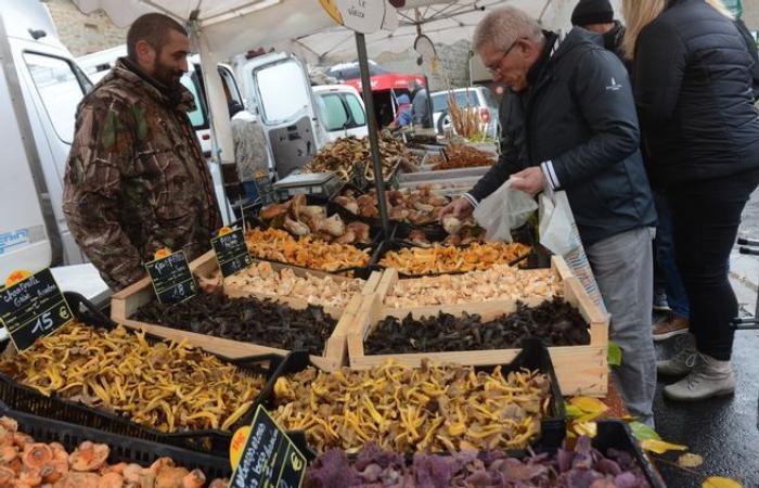 La plus grande foire aux champignons de Haute-Loire, c’est ce week-end !