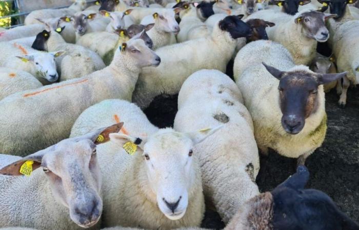 Un premier projet va voir le jour pour valoriser la laine produite en Creuse