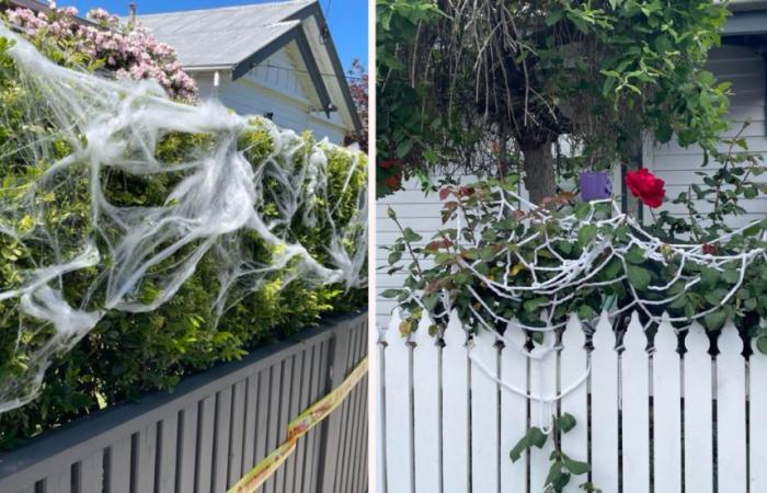 Avertissement concernant la tendance « nocive » des jardins alors que les Australiens participent aux célébrations d’Halloween