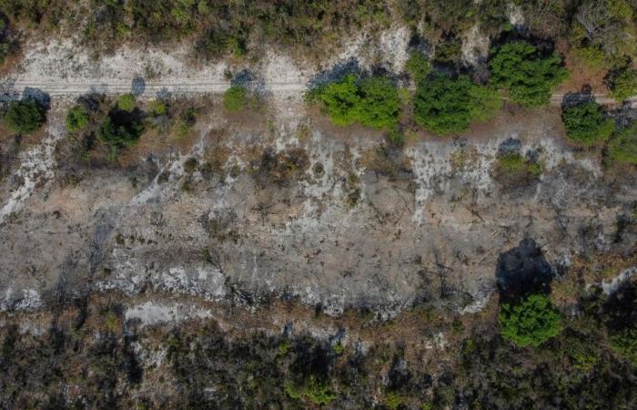 La savane brésilienne, résistante aux incendies