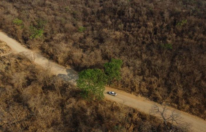 La savane brésilienne, résistante aux incendies