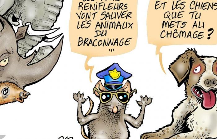 La Tanzanie compte sur les rongeurs pour protéger sa faune