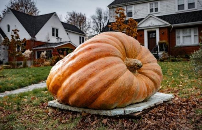 Joyeux Halloween ! | Radio-Canada