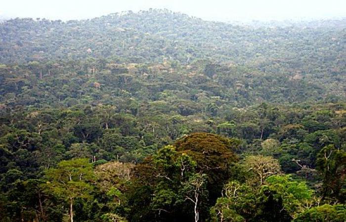 Quel plaidoyer les pays qui partagent les forêts du bassin du Congo devraient-ils faire lors de la COP 29 ?