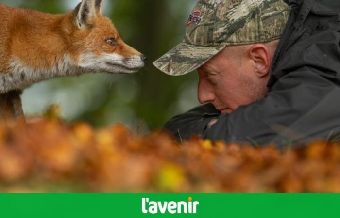 Face à face étonnant entre le renard et le chasseur d’images, Maxime Bachely de Maubray