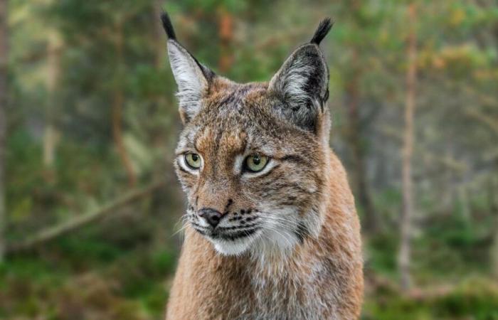 VIDÉO – Il croise un lynx dans une forêt au-dessus de La Tronche