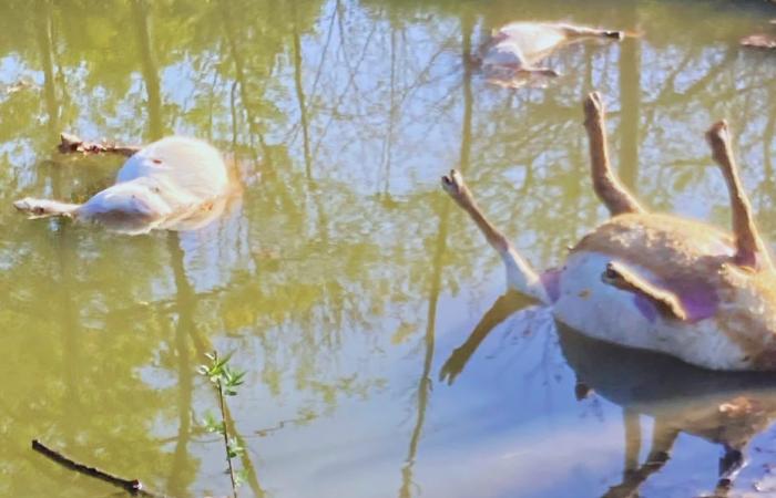 “Pour moi, c’est une nouvelle attaque du loup.” Trois moutons et trois chèvres retrouvés morts en Gironde