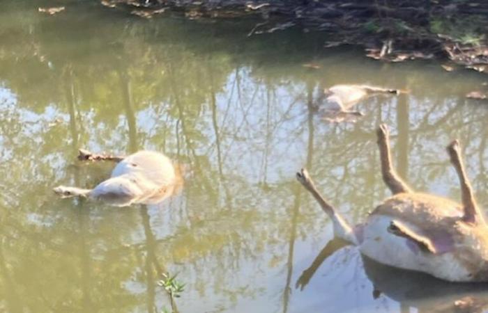 six nouveaux moutons tués en Gironde, le loup soupçonné