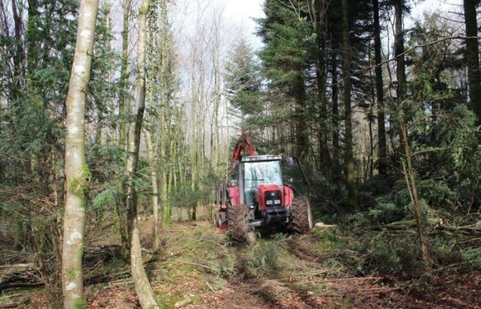 Côtes-D’Armor. Chênes replantés après l’ouragan de 1987, déjà abattus et vendus